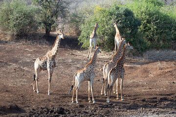 Herd of six giraffes at a drying waterhole in South Africa RSA