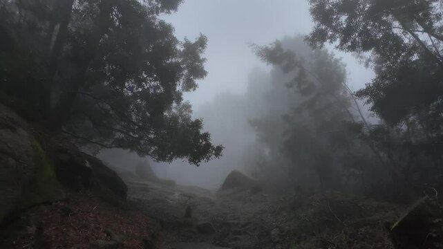 Misty woodland trail vanishing amid dense fog, enveloping surrounding trees in ethereal, shadowy atmosphere with mounting visual intrigue