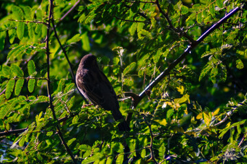 aves