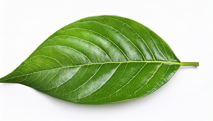 Fototapeta premium green leaf isolated on white