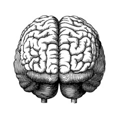 Fototapeta premium Intricate engraving of a human brain, showcasing detailed anatomical features for artistic tattoo inspiration