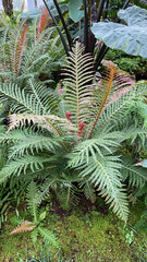 Fern Plant Growing Lushly in Garden with Unique Color Variations