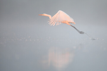 Czapla biała (Ardea alba), white heron