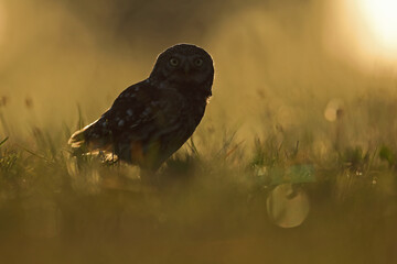 Pójdźka (Athene noctua), little owl © Bartosz Rakoczy