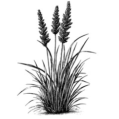 Fototapeta premium Elegant engraving of wild grass showcasing nature's beauty in intricate detail for inspiration and creative designs