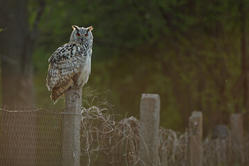 Puchacz (Bubo bubo), eagle owl © Bartosz Rakoczy