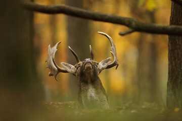Daniel (Dama dama), fallow deer