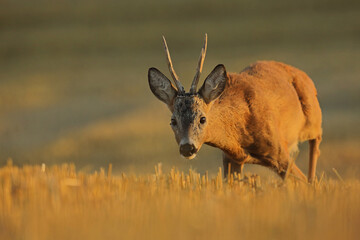 Sarna (Capreolus), roe deer © Bartosz Rakoczy