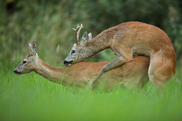 Sarna (Capreolus), roe deer © Bartosz Rakoczy