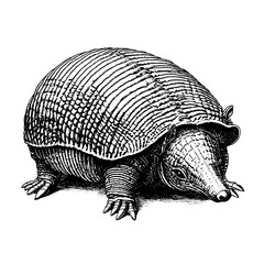 Fototapeta premium Intricate engraved illustration of a unique creature showcasing detailed textures and natural beauty in a captivating design