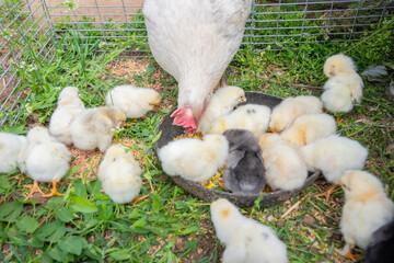 White hen feeds numerous yellow chicks with grain from a bowl standing on the grass near the wire...