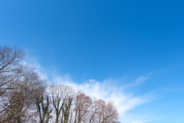 冬木立と青空