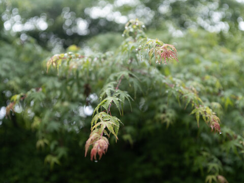 Vibrant Maple Leaves Covered in Morning Dew in a Lush Forest, in Hakone, Japan