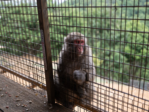 Japanese Macaque Overlooking Lush Forest in Iwatayama Monkey Park, Japan