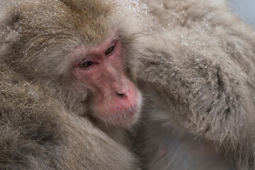 Snow monkey, Japanese macaque, primate