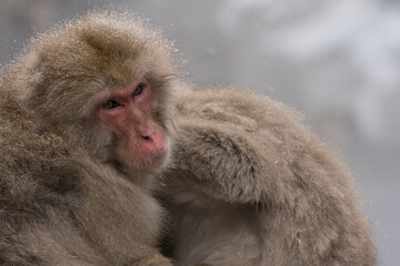 Snow monkey, Japanese macaque, primate