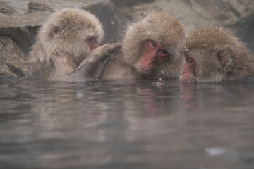 Naklejka premium Snow monkey, Japanese macaque, primate