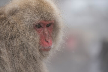Snow monkey, Japanese macaque, primate