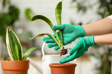 Female hands holding sprout of sansevieria plant at home. Closeup