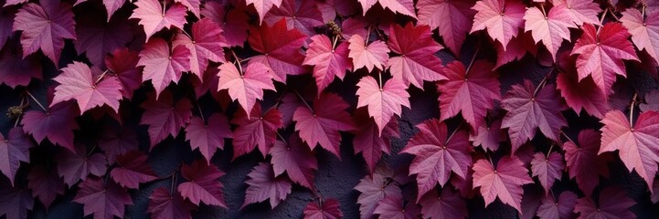 Richly textured wall of burgundy colored wild grape foliage, grapevine, foliage, burgundy