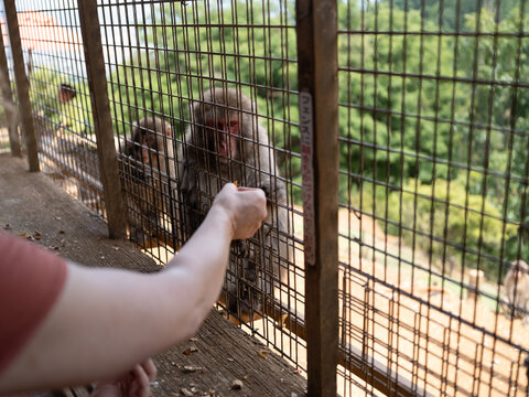Feeding Monkeys Through a Cage at Wildlife Park in Japan with Lush Greenery Background