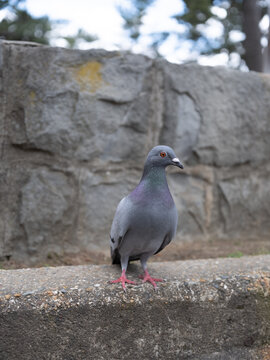 Serene Gray Pigeon Resting on a Stone Wall in Japan