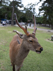 Gentle Deer Standing Peacefully in a Lush Japanese Park Setting