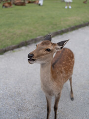 Curious Deer eats treat in Nara Park