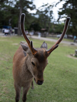 Gentle Deer Bows in Peaceful Japanese Nara Park