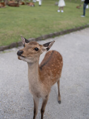 Curious Deer Stands on Path in Scenic Nara Park Japan