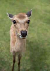Curious Young Deer Begs for treats at Nara Park, Japan