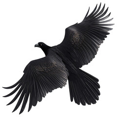 A condor with jet-black wings that absorb light, isolated on a white background.