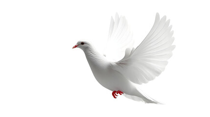 Fototapeta premium White Dove Flies Gracefully, Isolated on White Background