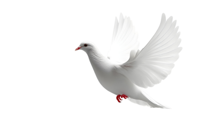 White Dove Flies Gracefully, Isolated on White Background