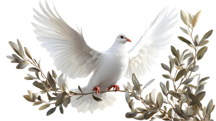 White Dove Opens Wings, Perched Gracefully on Olive Branch, Isolated on White Background