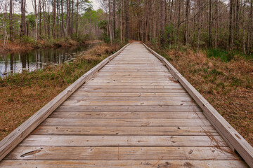 Boardwalk leading to path in the woods