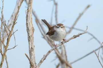 Bewick's Wren bird