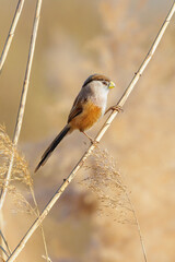 Reed Parrotbill bird