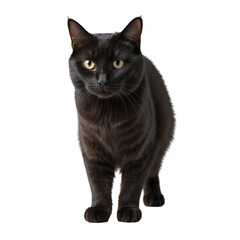 Obraz premium Curious Black Cat Staring Intently Isolated on Transparent Background.