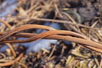 two thin twisted dry brown branches liana on autumn nature