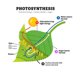 Photosynthesis leaf diagram process, light energy converts to chemical sugars, natural botanical process, plant system. Labeled chloroplast, stoma, vein, sugar, carbon dioxide. Vector illustration