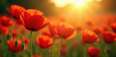 Vibrant red poppies bathed in sunlight, golden hour glow , idyllic, sunshine
