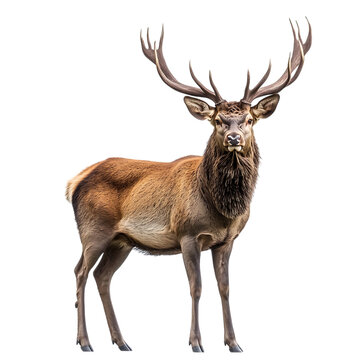 A majestic red deer with large antlers, isolated on a white background.