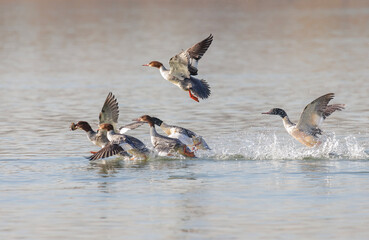 Common Merganser bird