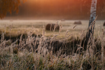 Beautiful sunrise in the forest during misty summer morning with close-up of dry grass bents