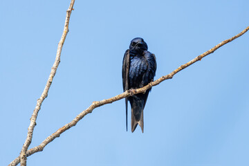 Purple Martin bird