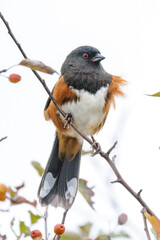 Spotted towhee bird