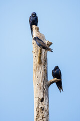 Purple Martin bird