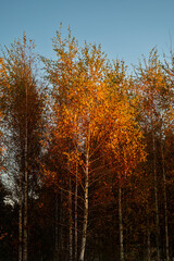 Beautiful Birch Tree Grove during cold Autumn sunrise in the forest