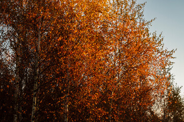 Beautiful tree closeup during cold autumn sunrise in the forest